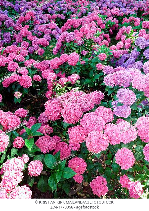 Hortensia bushes in different colours