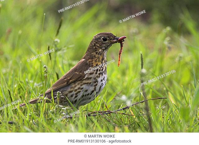 Song trush on a meadow, Turdus philomelos