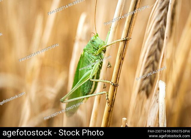 13 July 2023, Baden-Württemberg, Rottweil: A grasshopper holds onto stalks in a barley field. Photo: Silas Stein/dpa. - Rottweil/Baden-Württemberg/Germany