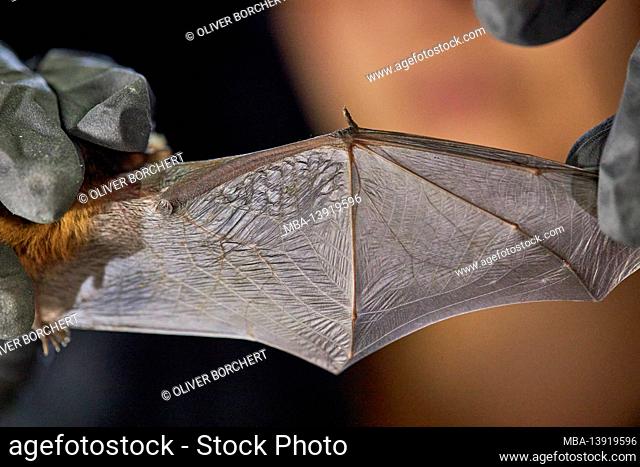 Bat, wings, spread, research