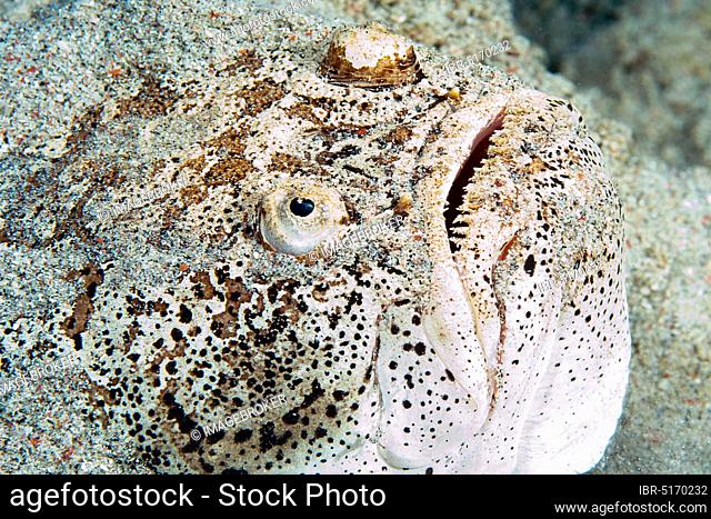 Marbled Stargazer, Philippine Sea, Southeast Asia (Uranoscopus bicinctus)