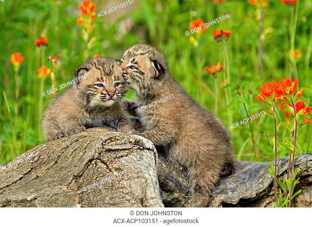 Bobcat (Felis rufus) Kittens, captive raised, Minnesota wildlife Connection, Sandstone, Minnesota, USA