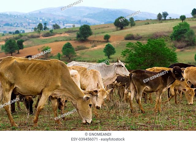 A group of cows feed themselves in the field