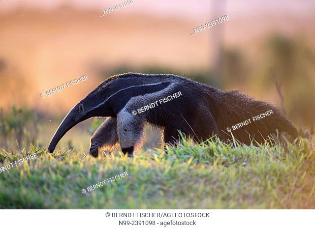 Giant anteater (Myrmecophaga tridactyla), in front of sunset, walking through bush and grassland, Mato Grosso do Sul, Brazil