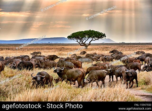 Cape buffalo, Syncerus caffer, Serengeti National Park, Tanzania, East Africa, Africa