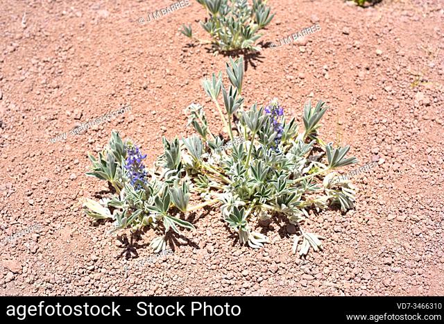 Lupinus subulatus is a herb native to Chile. This photo was taken in Atacama Desert, Antofagasta Region, Chile