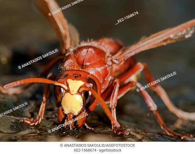 Oriental hornet - Vespa orientalis, Crete