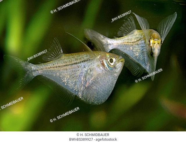 Pygmy hatchetfish (Carnegiella myersi), two Pygmy hatchetfishes