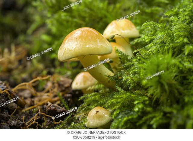 Sulphur Tuft (Hypholoma fasciculare) fungus growing on a rotting log in woodland