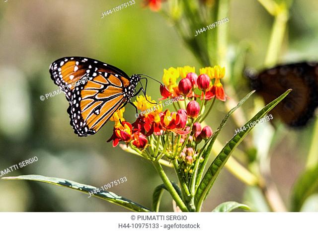 Asclepias curassavica, Blood-flower, Danaus gilippus, Schmetterling, Mexican Butterfly Weed, milkweed, Nymphalidae, Queen Butterfly, Scarlet Milkweed, Texas