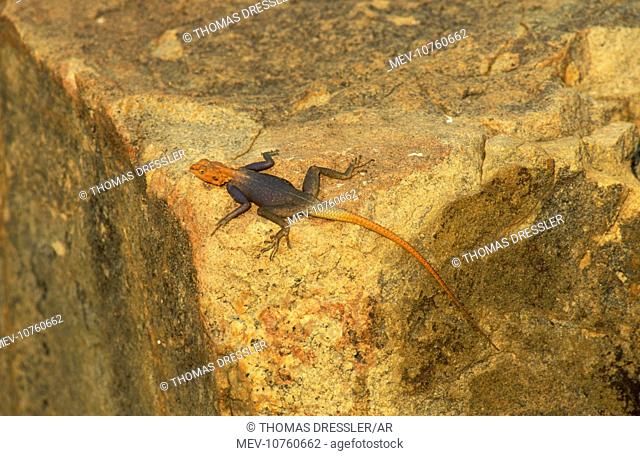 Namibian Rock Agama - Male, basking and displaying on rock. Only breeding males develop this blue purple colour at the back and the orange-red head and tail
