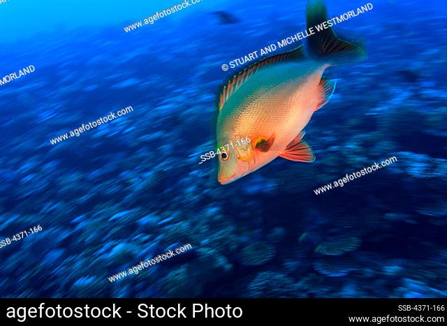 Red Snapper (Myripristis amaena), Moorea Island, French Polynesia, South Pacific
