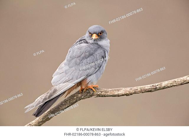 Red-footed Falcon (Falco vespertinus) adult male, perched on branch, Hortobagy N.P., Hungary, April