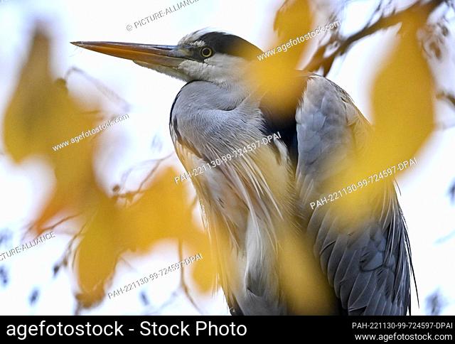 30 November 2022, Hessen, Frankfurt/Main: A gray heron has settled on a tree at the Jacobiweiher pond in the autumn colored Frankfurt city forest