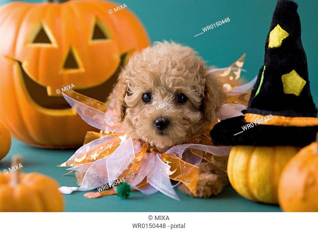 Toy Poodle Puppy and Halloween