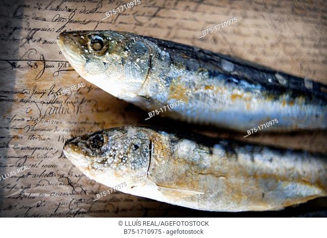 arenques, pescado azul sobre fondo de texto escrito a mano, herring, blue fish on handwritten text