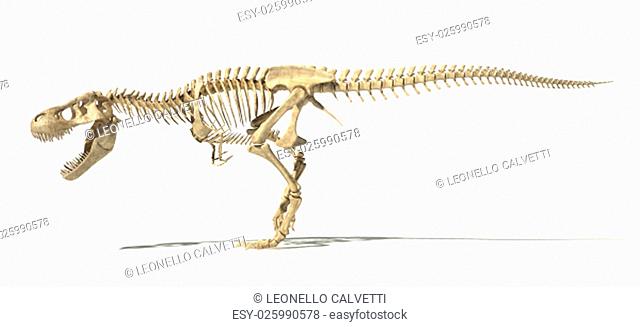 T-Rex dinosaur photo-realistic and scientifically correct, full skeleton in dynamic pose, side view. On white background with dropped shadow