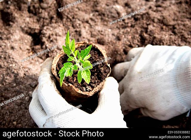 Hands putting tomato seedling into the soil
