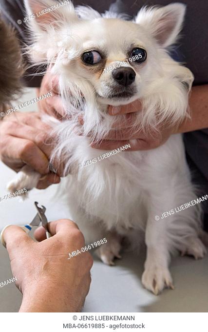 Dog at the veterinarian, cut the claws