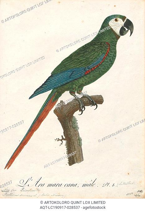 Ara Severus Print The Chestnut Fronted Macaw Or Severe Macaw Ara Severus Is One Of The Largest Stock Photo Picture And Rights Managed Image Pic Aqt Lc190917 028537 Agefotostock,Woodpecker Types
