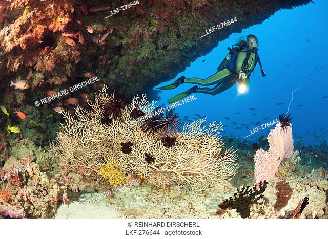 Overhang with Sea Fan and Diver, Maldives, Himendhoo Thila, North Ari Atoll