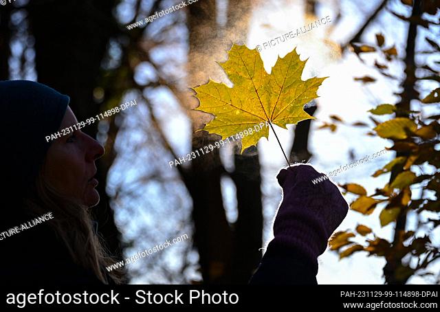 26 November 2023, Brandenburg, Falkenhagen: A woman shows an autumnal maple leaf in the backlight of the sun during a walk. Photo: Patrick Pleul/dpa
