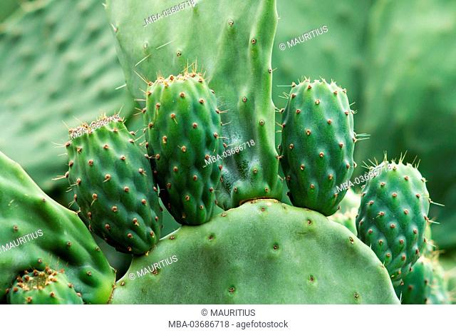 South Africa, Opuntia, prickley pear