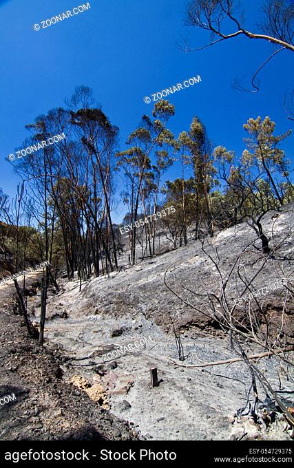 Landscape view of a burned forest, victim of a recent fire
