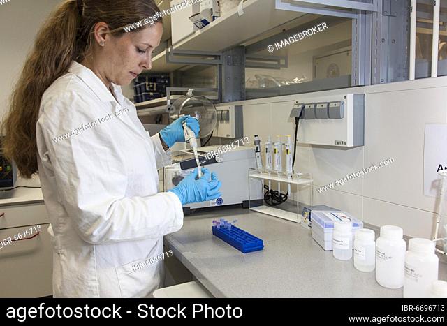 Scientist of biology pipetting in the genetic engineering area of the laboratories of the University of Duisburg-Essen