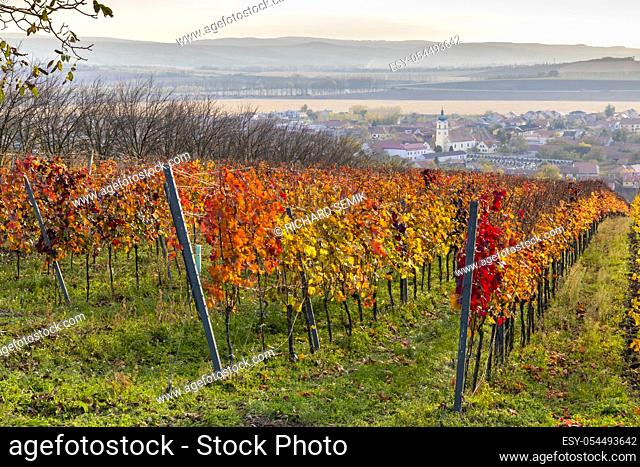Autumn vineyards in Blatnice pod Svatym Antoninkem, Southern Moravia, Czech Republic