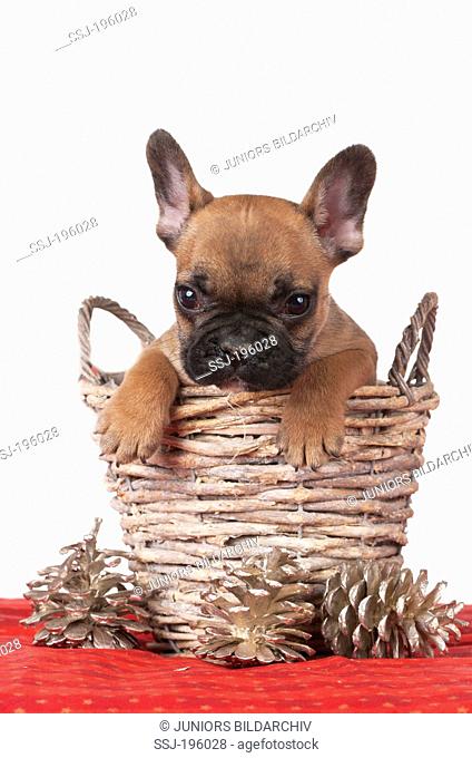 French Bulldog Puppy in a small basket next to gilded pine cones Studio picture against a white background
