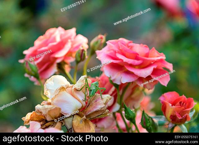 Riesenheuschrecke mit Legestachel auf blühender roter Rose