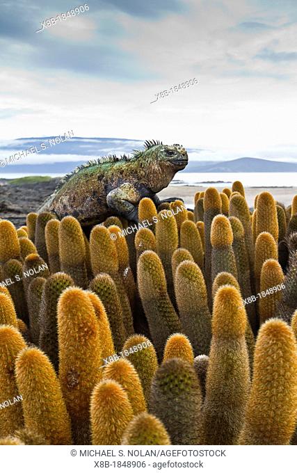 The endemic Galapagos marine iguana Amblyrhynchus cristatus on lava cactus Brachycereus spp on Fernandina Island in the Galapagos Island Archipelago, Ecuador