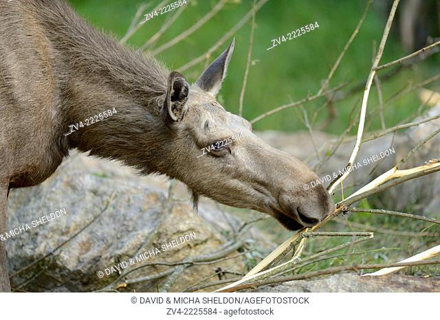 Portrait of a Eurasian elk (Alces alces) in a forest in early summer