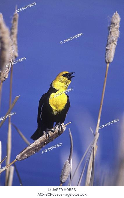 A Yellow-headed blackbirds Xanthocephalus xanthocephalus defends its nest by singing atop a nearby bull rush  In the spring this call fills the air at many...