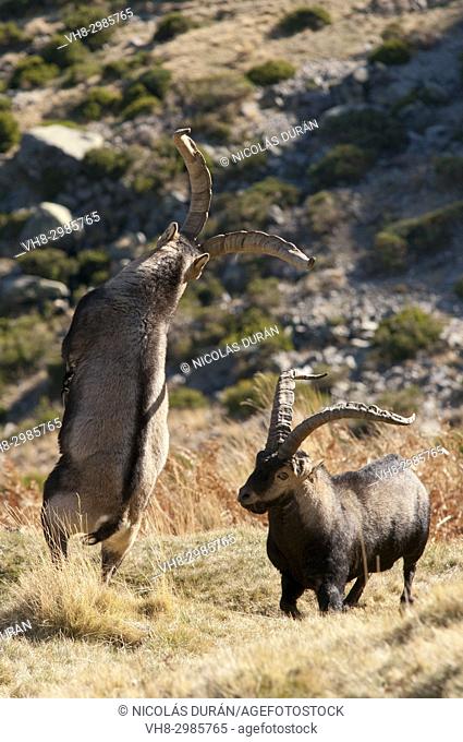 Fight males of mountain goat (Capra hispanica), Sierra de Gredos, Ávila, Castilla León, Spain