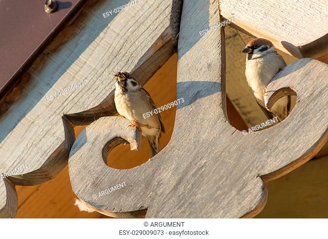 two sparrow sitting under the roof of a wooden house