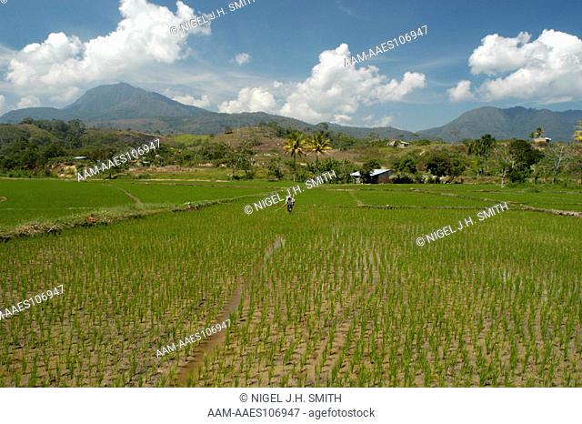 Farmer spraying paddy rice field with insecticide in the foothills of the Andes. Caforal, S6 02.582 W76 57.650, 839 meters, km 1 Moyobamba to Tarapoto road