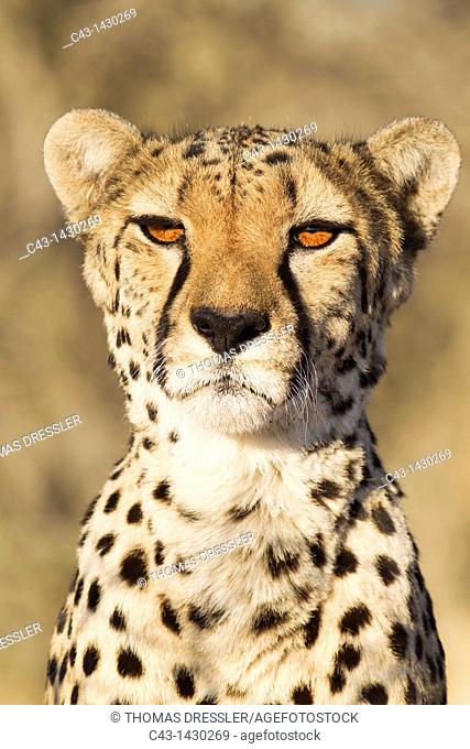 Cheetah Acinonyx jubatus - Close-up of a female  Photographed in captivity on a farm  Namibia