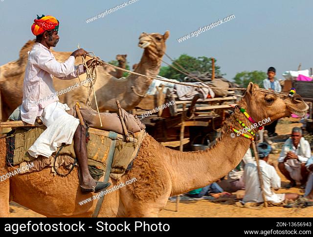 PUSHKAR, INDIA - NOVEMBER 20, 2012: Decorated camel at Desert Festival in Jaisalmer, Rajasthan, India. Fair of camels Pushkar