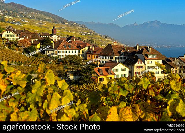 Winzerdorf Rivaz in den Weinbergen des Lavaux, Waadt, Schweiz / Wine-growing village of Rivaz in the Lavaux vineyards, Vaud, Switzerland