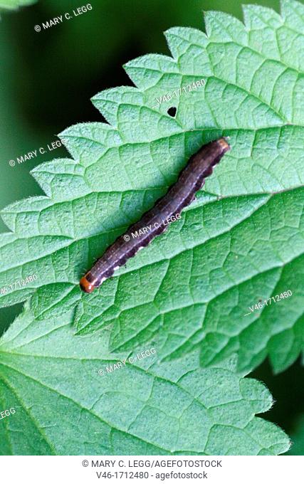 Black caterpillar with red head and orange tail