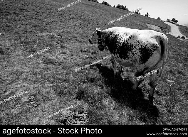 Holstein cow, Storkensohn, Haut Rhin, Grand Est, France, Europe