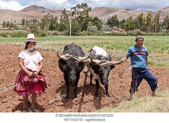 Husband and Wife Peruvian Farmers with their Oxen  Chinchero, Peru