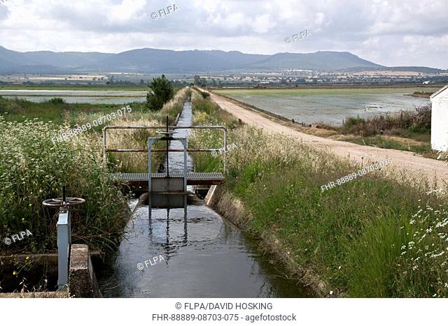 Irrigation channel flows from sluice gate to bring water to rice paddy fields, southern Spain