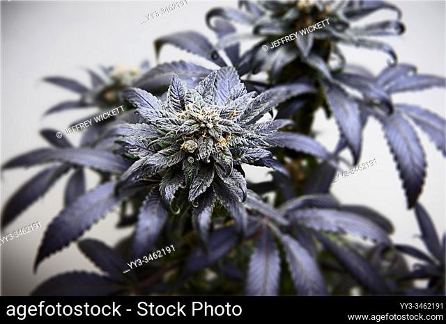Medical marijuana bud one week before harvest time