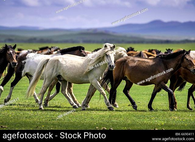 Domestic Horses (Equus ferus caballus) in summer, Arkhangai Province, Mongolia, Asia