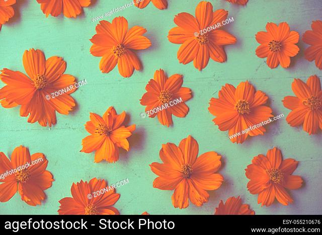 Orange cosmos flower wallpaper background
