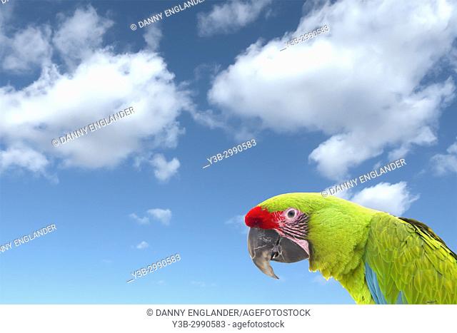 A macaw parrot against a bright blue sky with puffy clouds