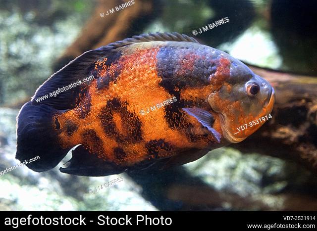 Oscar or tiger oscar (Astronotus ocellatus) is a fresh water fish native to Amazon River basin